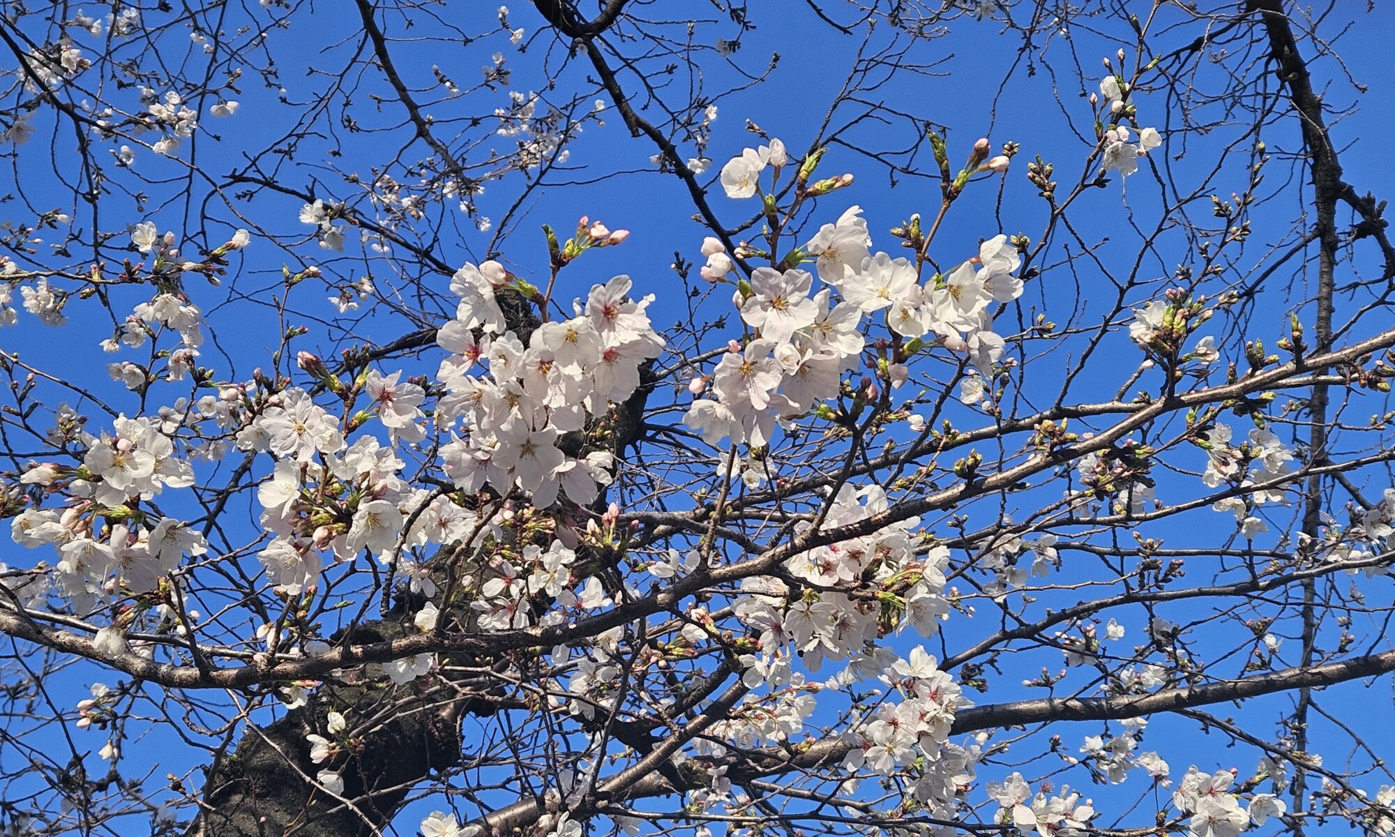 桜の写真